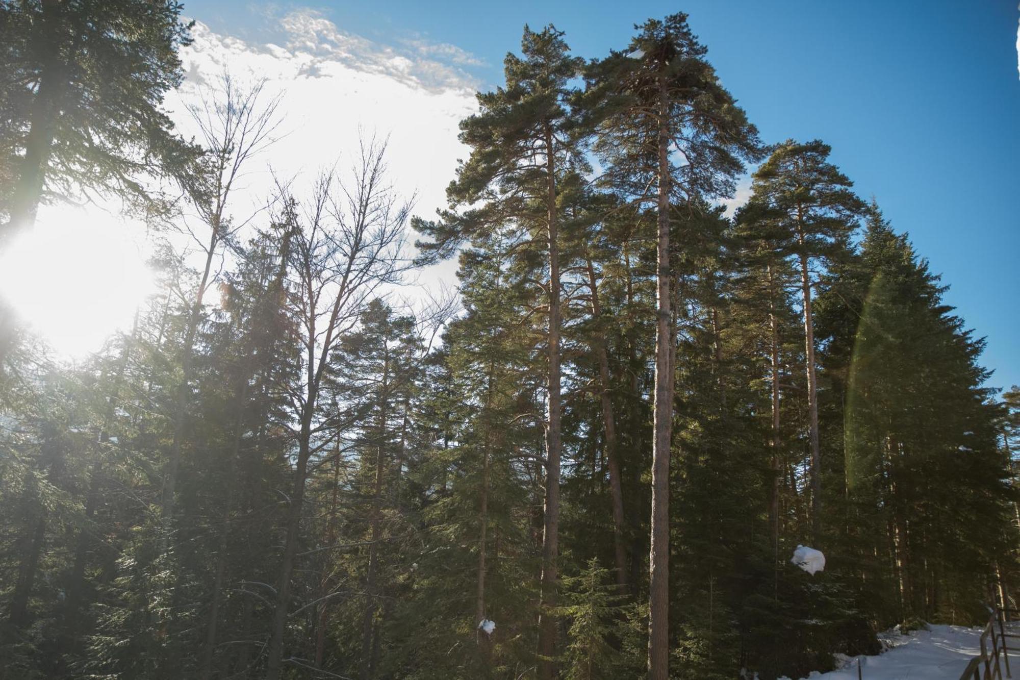 Hotel Borovets Edelweiss Εξωτερικό φωτογραφία